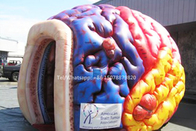 Шатер мозга раздувной мега выставки органов мозга модельной гигантский человеческий большой