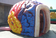 Шатер мозга раздувной мега выставки органов мозга модельной гигантский человеческий большой