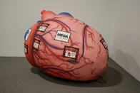 Легкие сердца мозга раздувных человеческих органов гигантские для учить медицинскому дисплею деятельности