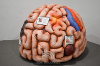 Легкие сердца мозга раздувных человеческих органов гигантские для учить медицинскому дисплею деятельности