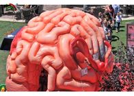 Реплики мозга гиганта 4м органы раздувной искусственные для воспитательного СГС ЭН71