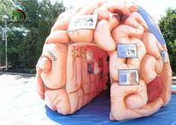 Реплики мозга гиганта 4м органы раздувной искусственные для воспитательного СГС ЭН71